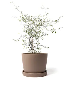 Hana pot