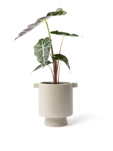 Nigata medium pot
